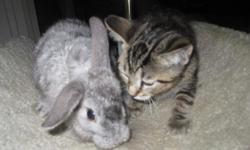 We have 4 cute rabbits all ready to go ! call 561-688-3521