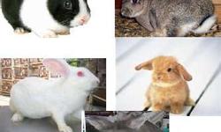Rabbits, Bunnies $12ea. or 2 for $20
Lion Head, Mini Lop, Rex, Dwarf, NZ, Dutch, CottonTail, & Mixed baby-adult
173 Blackberry Lane Augusta,GA 30906
504-581-6222