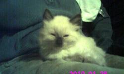 I have 1 male Color Point Rag Doll Kitten for sale, he is $300.00 he was born on August 9th, and is currently eating solid food and independently using the litter pan. They make excellent pets since they go out of their way not to scratch others. Often