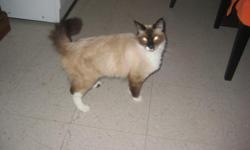 i have a female ragdoll cat and i am looking for a male ragdoll cat to breed with her. she is currently in heat. she is 2 yrs. old and is a chocolate point.please contact me as soon as possible so that we can make a deal.when she gives birth you may have