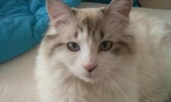 Hopi is a female chocolate bi-color Lynx Ragdoll cat.&nbsp; She turned 1 May 16, 2012 and is spayed and current on all vaccinations.&nbsp; She tested NEGATIVE for FeLV and FIV.&nbsp; She is an indoor cat only and&nbsp;is NOT declawed.&nbsp; She must be in