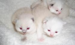 Purebred Ragdoll kittens. Taking deposits now. Kittens are 3 weeks old.