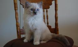Ragdoll Kittens for sale.&nbsp; TICA Registered Champion&nbsp;bloodlines. &nbsp;Amazing gentle loving laid back temperaments. Shots current. Health guarantee. Raised in my home underfoot with lots of attention. Located south of Wichita Kansas. Contact --