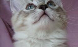 TICA Purebred Ragdoll kittens due mid September!!!
All kittens are TICA registered (with papers), vet checked, have age appropriate vaccines, worming, and come with a Health Guarantee. Our boys and girls are hand raised in our home, come pre-loved and