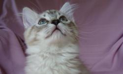 TICA Purebred Ragdoll kittens due mid September!!!
All kittens are TICA registered (with papers), vet checked, have age appropriate vaccines, worming, and come with a Health Guarantee. Our boys and girls are hand raised in our home, come pre-loved and