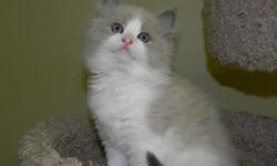 We have the beautful blue eyed ragdoll kittens along with the ultra soft and rare mink ragdoll kittens raised in our home underfoot kids with lots of TLC full health guarantee see our website for kittens available www.rustsragdolls or call 1---