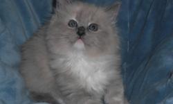 We have the beauutiful blue eyed ragdoll kittens along with the ultra soft mink ragdoll kittens raised in our home with kids and lots of TLC see our website for kittens availability www.rustsragdolls.com 1--- full health guarantee shipping available