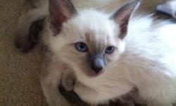 8Wk. old Blue & Seal point. Med/short coat. Raised underfoot. Parents on Premises. 2 for $300.00!! email: wkwesq@mac.com