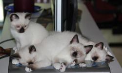Ragdoll Siamese (Ragamese) Kittens for sale. Male Father is a Bi-Color purebred Ragdoll, the female Mothers are a purebred Seal point Siamese and a Blue Point Oriental Siamese. (This breed will likely be added to the registry of pure breeds in a few more