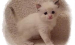 I have 1 female cream $900 and 1 male blue bi color $750.
they will come with:
starter food,
kittens packet,
first 1 possibly 2 shots,
de worming,
kitten toy
DVD of your kitten growing up
papers upon proof the kitten is altered.
Website: www.RagDahls.com