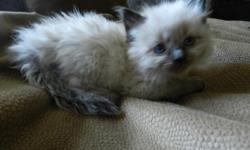 Up for your consderaton are purbred Ragdoll kttens that are very social and healthy. You are welcomed to visit and select your new family pet-- Amy
http://www.blueeyedqtpies.com