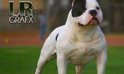 PANDA(831 BULLIEX PATRON) (NEGRA) RAIDER (PRINCE SPADE) X (MASSADAS HOTTIE) this is a ultamet bully brading if you are looking for short and bone with a signeture head peace these pupps are what you whant pupps drop on april 15th now taking nmaes down for