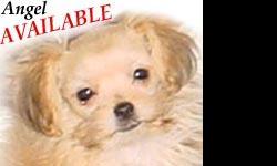 Toy/Companion Breed (4 to 10 lbs.)
The Mi-Ki breed is well known among Mi-Ki owners to be very intelligent, sweet tempered, alert, yet calm, animal/child friendly, and a very devoted companion dog. The Mi-Ki has a soft expression that reflects the