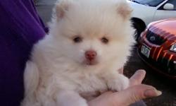 BLONDE, BLUE EYED RARE TINY TOY POMERANIAN PUPPY. 9 WKS, READY NOW!!! $1000 OBO. BLONDES DO HAVE MORE FUN!!! REGISTERABLE. COMES W SHOTS, WORMED, PIDDLE PAD TRAINING AND SUPPLIES. RAISED BY OLDER LADY. 719-510-8167
