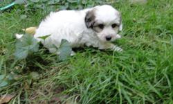 We have a beautiful tri-color male Coton de Tulear puppy that will be 8 weeks old on October 8th and he is ready for his forever home. &nbsp;He is super sweet, affectionate, calm and loving. &nbsp;Cotons are hypo-allergenic/non shedding and excellent for