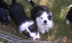 Havaboss puppies. AKC Champion Boston Terrier x championship bloodline Havanese. 11 weeks, shots and wormed. 3 females; 2 males. All have Havanese tails and heads. Both males and one female are marked like their Boston Terrier mother. One female is black