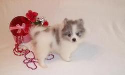 Beautiful Rare Platium Merle Pomeranian puppy available now.
Male
Born 12/01/10.
CKC reg.
Current on vaccines.
1 year Health Guarantee.
Raised in my home, playful and so...cute!
Call Debra 334-794-0492
Website>> www.yourpuppystop.com
Email