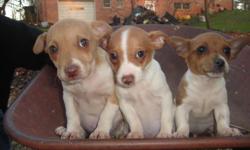 Three Rat Terrier Puppies, two males and one female. They are eleven weeks old, born on December 29, 2011, have their first shot and worming. Call Don at 704-629-2185.