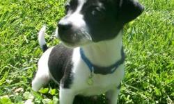 Punky is an 8 week old rat terrier male, he is black and white, and ready for his for ever home. He is being crate and paper and leash trained, but still has a few accidents.
Both parents are full blooded rat terriers, they are also cherished family pets.
