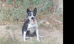 Black and white female rat terrier mix to a good home. She is playful, loves to get and give lots of attention, prefers to be the only dog or head dog, & loves playing in straw. She is 11yrs old but you can't tell it. She likes to go places where she can