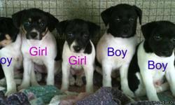 These Rat Terrier puppies are very sweet and social. They are pure bred. I took them in and wormed them and gave them there first shots and have put frontline for fleas and ticks on them. They are 10 weeks old and ready for there new homes. There are 3