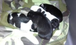 taking deposits. I have 4 male puppies born 12/26/10. UKCI registered tails docked and dew claw removed. Will have shots before they go to their forever home. Parents on premises. Puppies will be ready to go for Valentines Day.