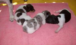 2 male minature rat terriers.Born 6/11/2011.They will have first shot,worming schedule.parents on site.Will hold with a deposit.1 b/w and 1 blue merle.Contact for more information.The mom is a b/w/tri and dad is a chocolate/merle/white.These are beautiful