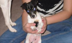 #2(DOB-1/7/11) 10 week old tri colored rat terrier puppy's one male and one female had vet check and vaccine/deworm.
comes with puppy package.
call (602)978-0531
$50.00 adoption fee and good home.
