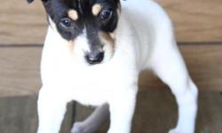Rat Terriers female pup ready for new family and home. Great family pets. We have one female looking for a loving caring family. Full of personaility and cute to cuddle. She is predominately black tri color with blonde and white trim and one white body,