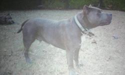 I have a male razor edge blue pit for stud service. He is UKC registered and utd on shots. He is 2 years old and weighs 90lb. Came from deadhead kennels.
