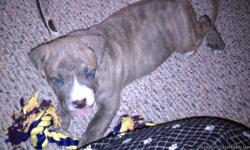 I only have two male puppies left. Both puppies have been dewormed, have their UKC papers, are from the Razor's Edge Purple Ribbon bloodline, and are in excellent health. They are brindle and are 8 weeks old. They were born under my care and their mother
