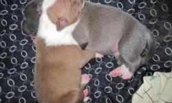 Razors Edge & Good Fella Blood line, CKC Registered, Blue Nose, Mid Short Stocky, Blue's, Seal Point's, Blue Brindle's and Black's, 9 pups, 4 Females/5 Males. The first pic: two pups: Reverse Blue Brindle female on top, Blue Male underneath, at 1 day old.