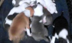 1 Solid White
1 Buckskin
1 Brindle & White
2 Black & White
4 Blue & White
Blockheads and Wide Chest
Mother, Father, and Grandfather on premises
Over 15 years experience with Pitbulls
Contact: Samantha @ 561-688-3500