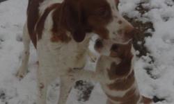 These puppies are not free. Please contact me for prices. Born November 25, 2010. There are two males left in the litter. Both of them are orange and white. These pups come from a long line of champions and hunters. Shiloh, the dam, has 13 CH, DC, AFC,