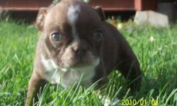 AKC Rare Red and White Boston terrier female puppy. Shots, wormed, 8 weeks and parents on sight. Has the coolest green eyes I have ever seen.. Be the owner of a one of a kind puppy.