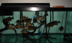 selling&nbsp;21 red belly piranhas about 6" long im asking $40.00 a piece you can call #267-246-2204 or email me at alvarocisneros@hotmail.com