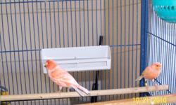 I raise and sell Red Factor and Red Intense Canary's. I have 1 male left. I am asking 100.00 for it and 75.00 for 1 Green Factor Female. Contact Curtis at 405 527-0269. I also have a few cages for sell. I have 3 flight cages for 175.00 ea. as of 11-11-11.