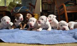 6 Puppies for sale, 3 all white red nose pit bull puppies, 3 white and brown puppies. all puppies are in great health , they are 7 weeks old now. very energetic and loving and smart! :)
The puppies are weaned and eats solid food. Can lap up water. They