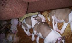 I HAVE THREE FEMALE RED NOSED PITBULL PUPPIES FOR SALE. IF INTERESTED CONTACT 318 473 4494 DANIEL