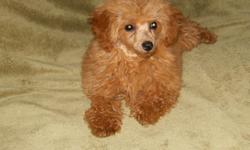 This is Ginger, > She is a beautiful small Red Poodle>
She is hypo-allergenic
Mother 6 lbs, and Dad 4 lbs.
DOB 3-7-11 CKC registered
Puppy shots, worming
Should be around 5-7 Lbs grown.
potty pad trained
warranty and FREE PUPPY KIT
$450. firm
256-282-4306
