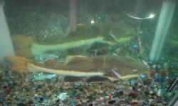 red tail catfish in 120 gallon tank. i have had this fish for 3 years.