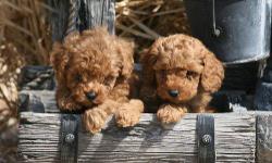 Handsome male Toy Poodle puppies born 2/1/11 and ready 3/29/11. Nice deep red coats. Easy to groom. They are playful and loving. Perfect family companions. They will get to about 8 to 10 lbs. Nice bloodlines and happy and healthy puppies. AKC registered