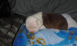 Just in time for Christmas.... I have a litter of CKC red & white boston terriers with green eyes for sale. All but one has a full collar. The girls have interesting markings. 2 girls and 5 boys available. I own the mom and dad and both are on site.