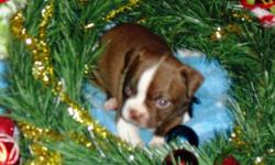 Hey Everyone, I have a litter of red and white boston terrier puppies looking for new forever homes. They are ready to go now. They were born 11/12/10. They are ckc registered. Asking $550 for the girls, 2 available, and $500 for the boys, 3 available.