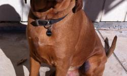 Rusty is a full blood, registered Redbone Coonhound like the ones on "Where the Red Fern Grows".
He is 1 year old now with all shots and worming. He is not neutered.
He's a hyper dog that needs more room than our back yard. He doesn't bark a lot but when