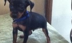 I have a Male Black/Tan Min Pin puppy DOB 4/15/11 that has had tail docked, dewclaws removes, 2 worming's and 1st set of shot's. Serious inquireies only and this puppy is a pure breed and will not come with papers.I need to find a good home for him.
Thank