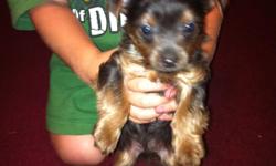 They are chichuacha and 3/4 yorkie. Daddy is only 5lbs very small but beautiful. The mom weighs 8 lbs small but long. Both have long hair. I have 1 silver male, two black with brown faces for sale. They are 10 wks old, tales r docked and first shot. If