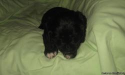 I have 1 black female left out of this litter. All puppies are house raised and come with a health guarntee. Also will be UTD on shots and wormings. Parents on site. Visit my website at riverviewkennel.org. Wonderful dispositions. Born April 9th . New