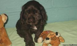 I have 1 chocolate male left out of this litter. He is a beauty. He is UTD on shots, wormings and comes with a health guarntee. Parents on site. Mom weighs 15lbs and Dad weighs 20lbs. Visit my website riverviewkennel.org. Born April 3rd. Ready to go. New
