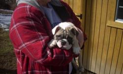 beautiful english bulldog puppie 16 weeks old. Has beautiful personality. fawn and white in color with a raccon mask over its face. this puppie is current on its shots and worming from the vet. this puppie is akc registered and is ready for a new home.